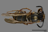 ǦW:Vespula flaviceps