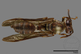 ǦW:Parapolybia nodosa