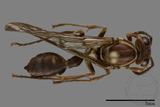 ǦW:Parapolybia nodosa