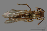 ǦW:Parapolybia nodosa