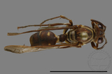 ǦW:Parapolybia nodosa