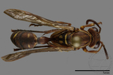 ǦW:Parapolybia nodosa