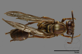 ǦW:Parapolybia nodosa