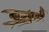 ǦW:Parapolybia nodosa