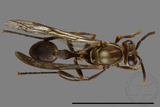 ǦW:Parapolybia nodosa