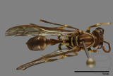 ǦW:Parapolybia nodosa