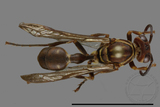 ǦW:Parapolybia nodosa