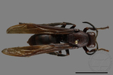 ǦW:Polistes gigas