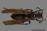 ǦW:Polistes gigas