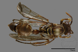 ǦW:Parapolybia nodosa