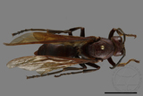 ǦW:Polistes gigas