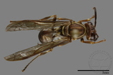 ǦW:Parapolybia nodosa