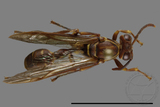 ǦW:Parapolybia nodosa