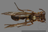 ǦW:Parapolybia nodosa