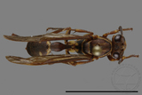 ǦW:Parapolybia nodosa