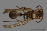 ǦW:Parapolybia nodosa