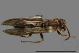 ǦW:Parapolybia nodosa