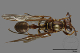 ǦW:Parapolybia nodosa