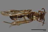 ǦW:Parapolybia nodosa