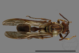 ǦW:Parapolybia nodosa