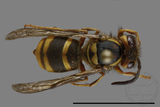 ǦW:Vespula arisana