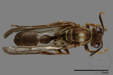 ǦW:Parapolybia nodosa