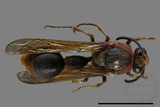 ǦW:Oreumenes decoratus