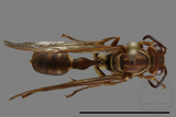 ǦW:Parapolybia nodosa