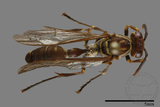 ǦW:Parapolybia nodosa