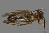 ǦW:Parapolybia nodosa