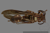 ǦW:Parapolybia nodosa