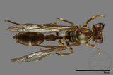 ǦW:Parapolybia nodosa