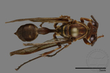 ǦW:Parapolybia nodosa