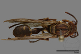 ǦW:Parapolybia nodosa