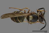 ǦW:Vespula flaviceps