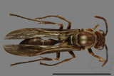 ǦW:Parapolybia nodosa