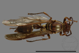 ǦW:Parapolybia nodosa