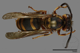 ǦW:Vespula arisana