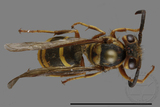 ǦW:Vespula arisana