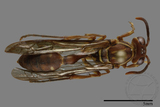 ǦW:Parapolybia nodosa