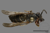 ǦW:Vespula flaviceps