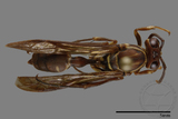 ǦW:Parapolybia nodosa