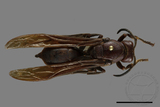 ǦW:Polistes gigas