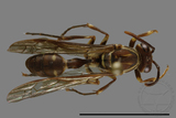 ǦW:Parapolybia nodosa