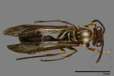 ǦW:Parapolybia nodosa