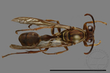 ǦW:Parapolybia nodosa