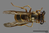 ǦW:Vespula arisana