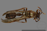 ǦW:Parapolybia nodosa