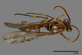 ǦW:Parapolybia nodosa