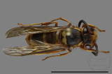 ǦW:Vespula arisana